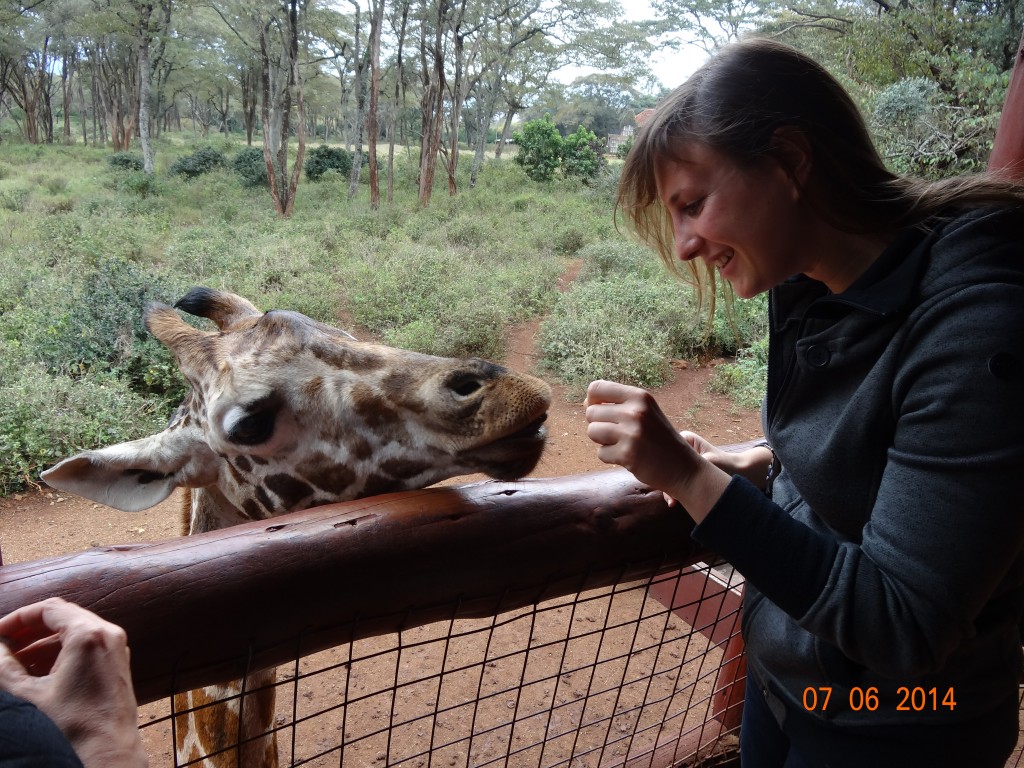 Camera operator with a giraffe