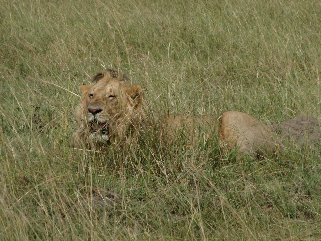 Lion spotted with octocopter helivideo