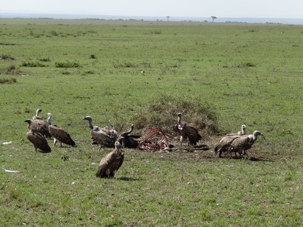 vultures in Kenya